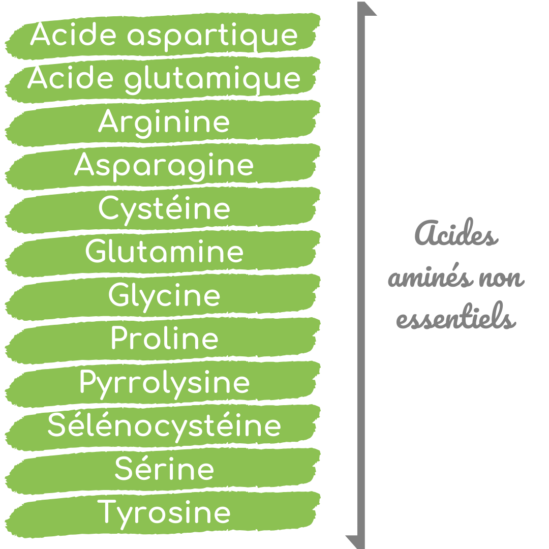 acides aminés, acides aminés essentiels, acides aminés non essentiels, protéines, protéines animales, protéines végétales