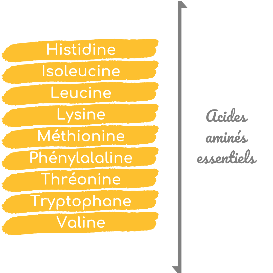 acides aminés, acides aminés essentiels, acides aminés non essentiels, protéines, protéines animales, protéines végétales